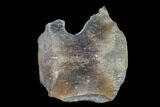 Fossil Whale Lumbar Vertebra - South Carolina #137598-1